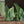 Papel Tapiz Tropical Forest Mural - Tienda Interni
