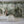 Papel Tapiz Wild Forest Mural - Tienda Interni