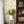 Papel Tapiz Bloomslinga - Tienda Interni