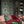 Papel Tapiz Carnation Garden - Tienda Interni