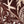 Papel Tapiz Elephant Leaf - Tienda Interni