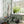 Papel Tapiz Fox Glove - Tienda Interni