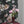 Papel Tapiz New Dawn Rose - Tienda Interni