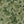 Papel Tapiz Tree Canopy - Tienda Interni